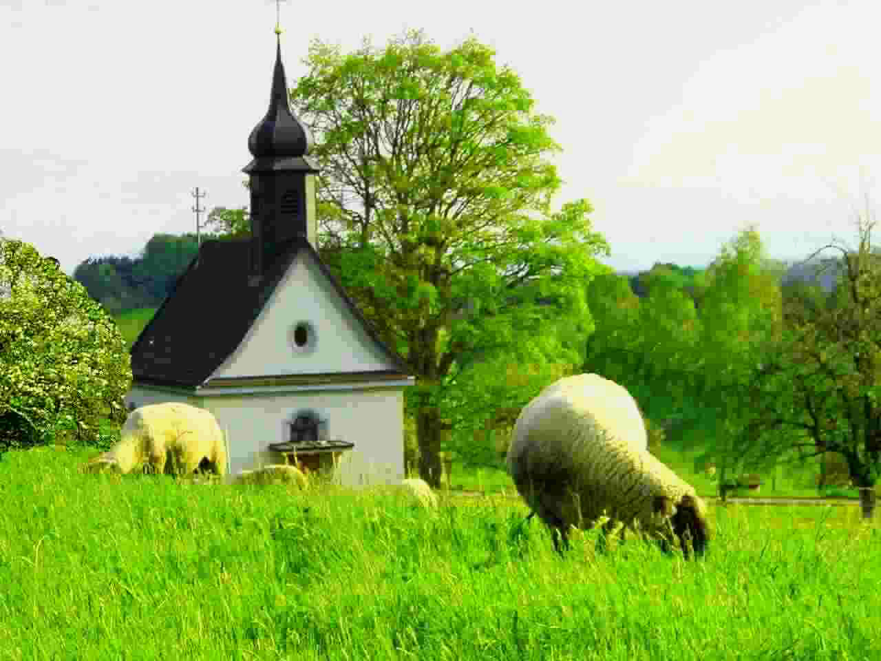 Schafe auf der Weide